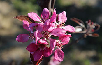 Fiore di melo Amaty