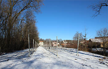 Il meleto innevato